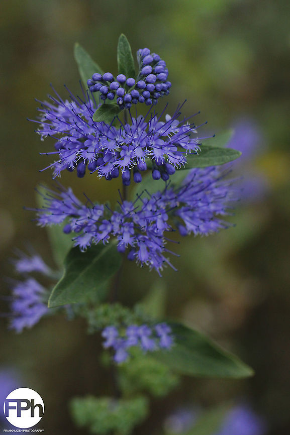 In the hidden monastery garden Caryopteris x clandonensis or Caryopteris Grand Bleu Bluebeard,Caryopteris x clandonensis,Geotagged,The Netherlands