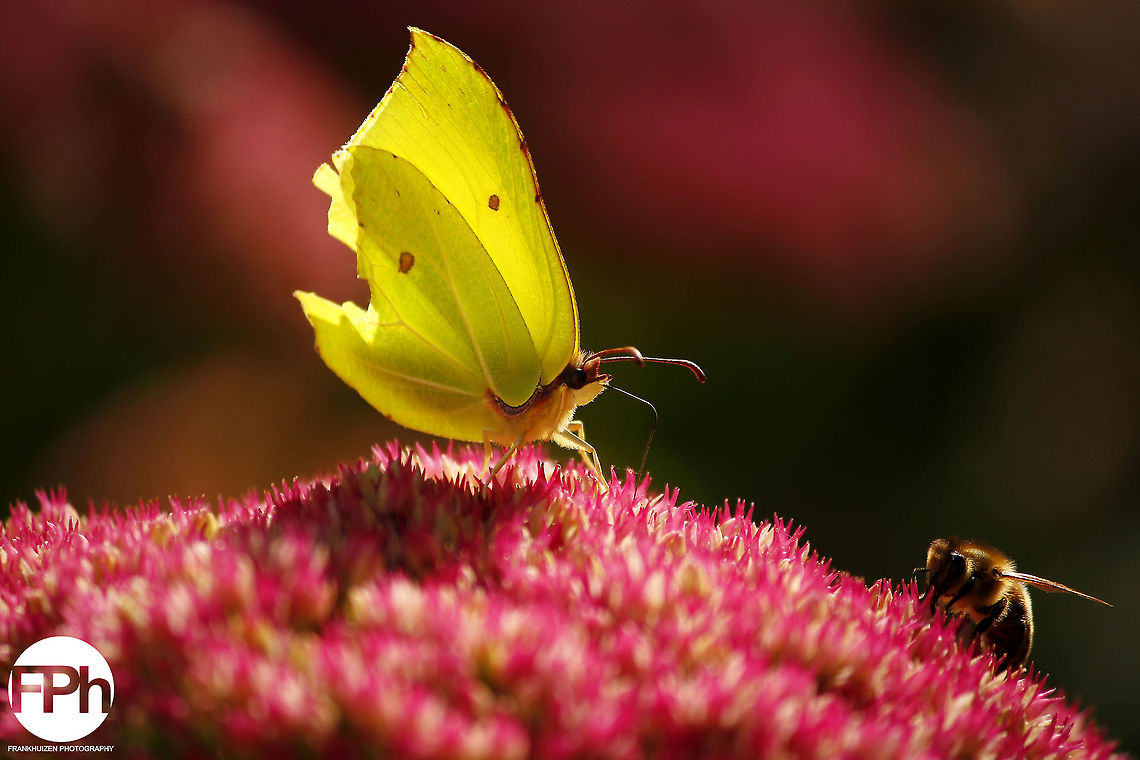 Brimstone  Common Brimstone,Geotagged,Gonepteryx rhamni,The Netherlands