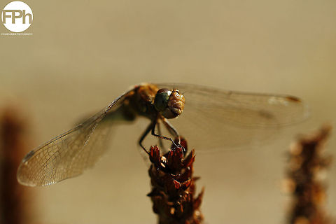 Naughty dragonfly: sticking out it's tongue to the photographer ;)  Geotagged,The Netherlands,animalia,anisoptera,biodiversity,insects,libellulidae,odonata