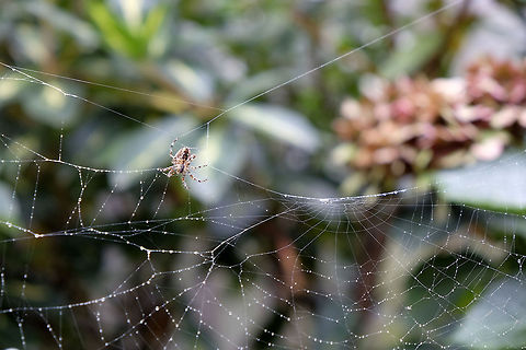 Autumn time, spider time  Araneus diadematus,European garden spider,Geotagged,The Netherlands