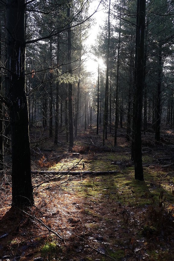 Tungeler Wallen  Geotagged,Netherlands