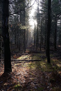 Tungeler Wallen  Geotagged,Netherlands