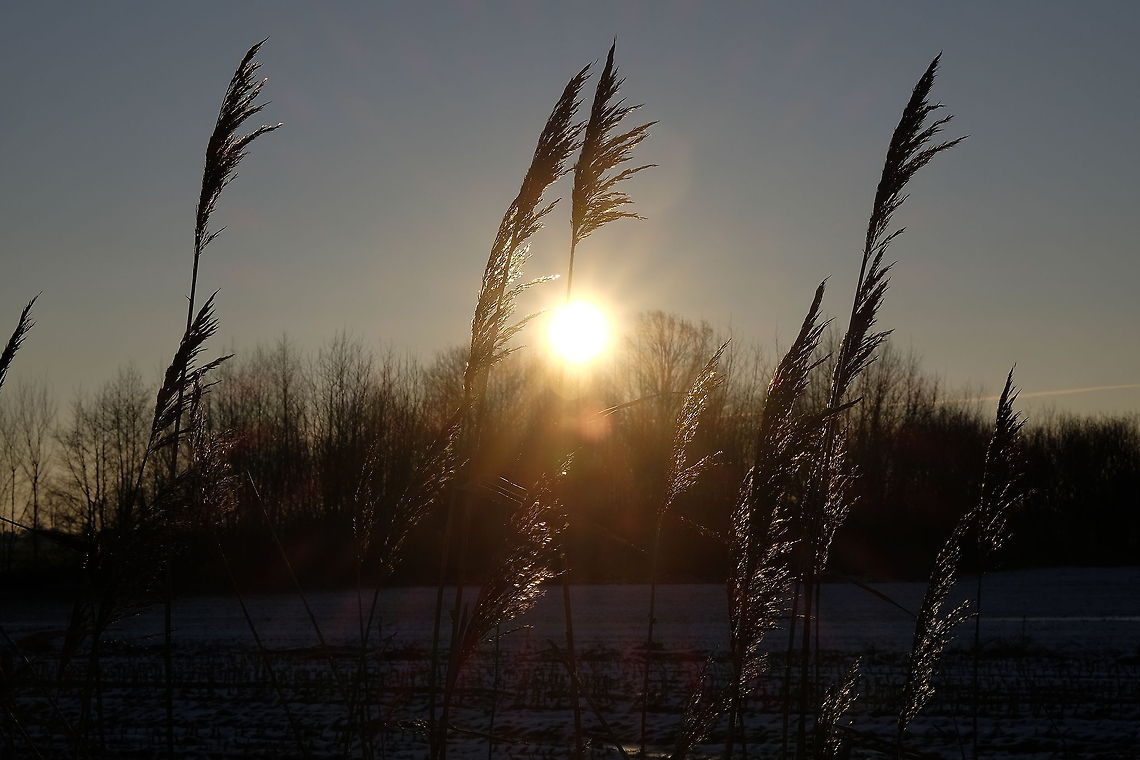 Snowy morning  Belgium,Common reed,Geotagged,Phragmites australis