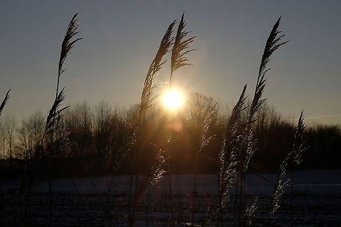 Snowy morning  Belgium,Common reed,Geotagged,Phragmites australis
