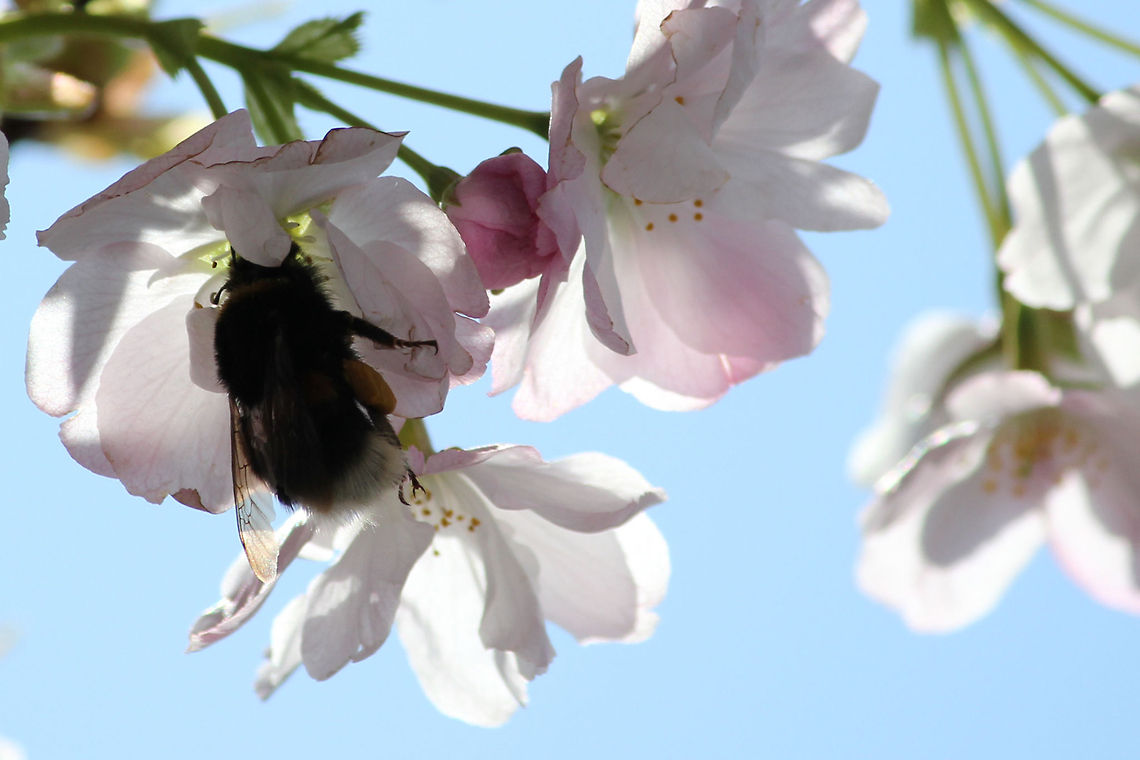 Buzzing up the tree Spring is in the air and the sun shines through the flowers of the Prunus serrulata &#039;Amanogawa&#039;. The buff-tailed bumblebee is searching for nectar. Apis mellifera,Bombus impatiens,Bombus terrestris,Geotagged,The Netherlands,Western honey bee(Apis mellifera)