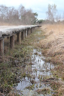 Bridge into the mist National Park "De Groote Peel" Geotagged,The Netherlands