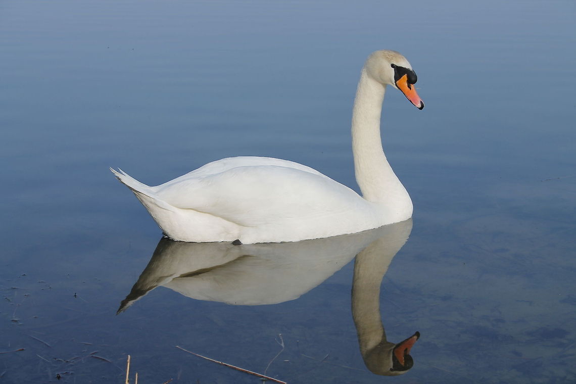 Mirror mirror on the wall ... who&#039;s the most beautiful of them all. On a quiet lake the swan swims majestic, but keeps watching me. Cygnus olor,Geotagged,Mute Swan,The Netherlands