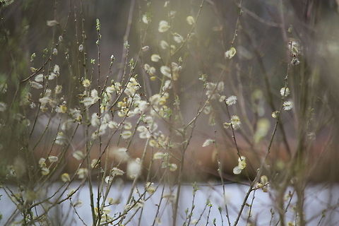 Salix in blossom Salix in blossom at the national park "De Groote Peel". Geotagged,Salix caprea,The Netherlands,salix caprea