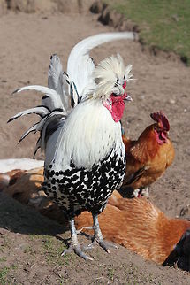 I'm the boss And these are my hens. Chicken,Domestic Chicken,Gallus gallus,Gallus gallus var. domesticus,Geotagged,The Netherlands