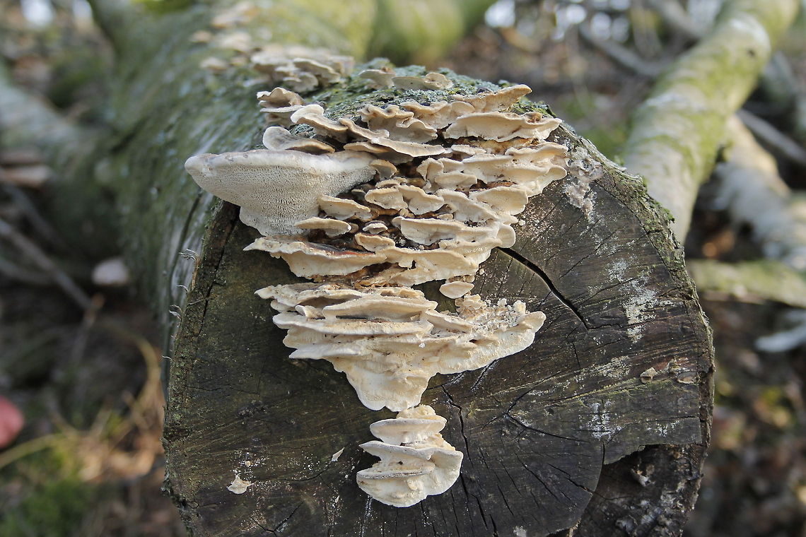 Lumpy bracket Lumpy bracket (Trametes gibbosa). Geotagged,The Netherlands,Trametes gibbosa