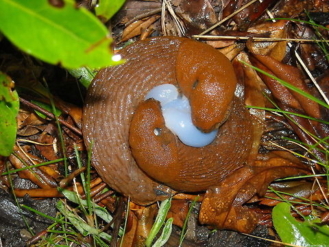 Love is in the air or in this case on the ground Always wondered how snails (Arion rufus) make love? Here's the answer to your question. Arion rufus,Austria,Geotagged,Red slug