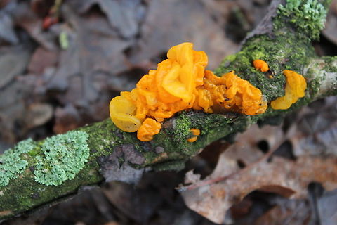 Tremella mesenterica Common names include the yellow brain, the golden jelly fungus, the yellow trembler, and witches butter. Geotagged,The Netherlands,Tremella mesenterica,tremella mesenterica