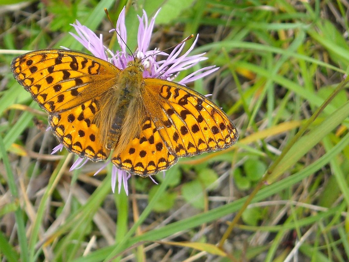 High Brown Fritillary High Brown Fritillary photographed in the mountains of Austria Austria,Fabriciana adippe,Geotagged,High Brown Fritillary