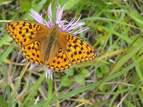 High Brown Fritillary High Brown Fritillary photographed in the mountains of Austria Austria,Fabriciana adippe,Geotagged,High Brown Fritillary