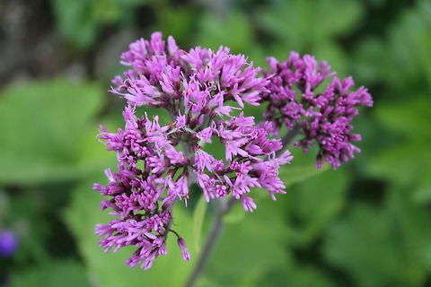 Adenostyles glabra It's a simple, common flower in the alps, but I still like it. Adenostyles alpina,Austria,Geotagged