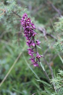 Dark Red Helleborine Orchidaceae Here, there vanilla scent everywhere. Austria,Dark Red Helleborine,Epipactis atrorubens,Geotagged
