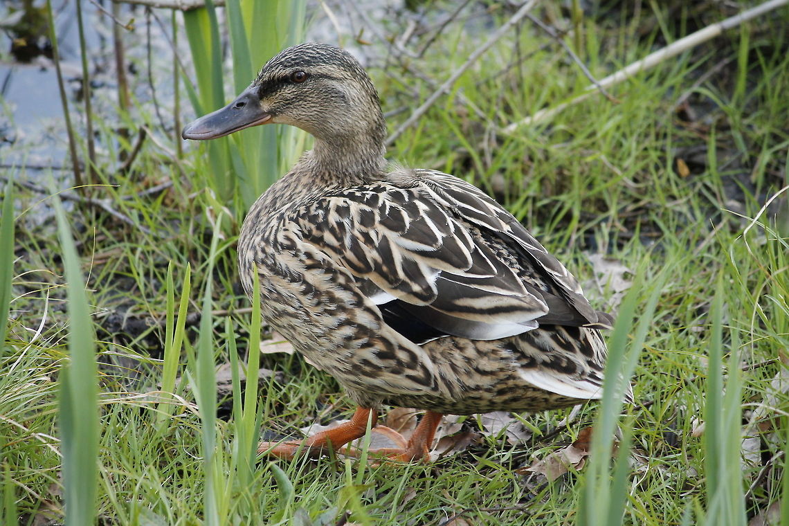 Quack quack I'm a wild duck Mallard or Wild Duck (Anas platyrhynchos) Anas platyrhynchos,Geotagged,Mallard,The Netherlands