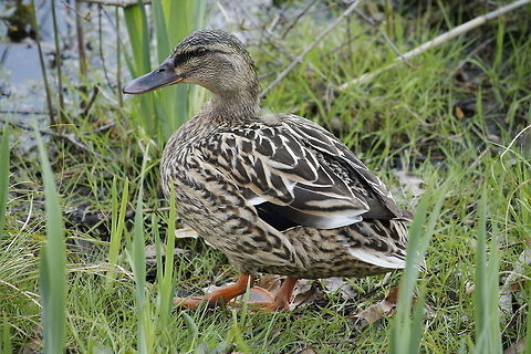 Quack quack I'm a wild duck Mallard or Wild Duck (Anas platyrhynchos) Anas platyrhynchos,Geotagged,Mallard,The Netherlands