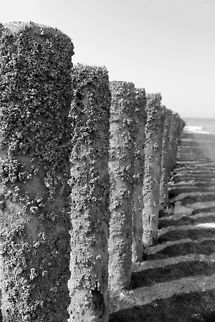 Waiting for the water Semibalanus balanoides (in Dutch: zeepokken) on groynes at the Dutch beach coast Geotagged,Semibalanus balanoides,The Netherlands