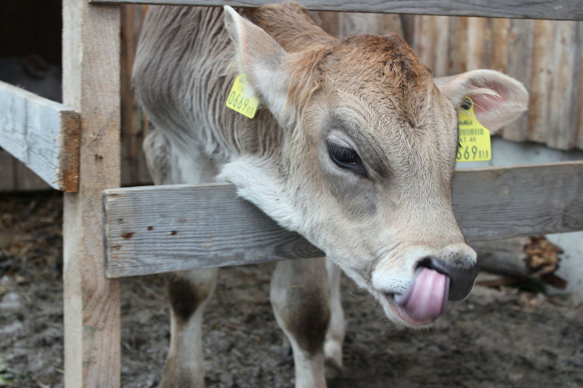 Sorry, just picking my nose Young bos taurus, type: brown swiss Austria,Bos primigenius indicus,Bos primigenius taurus,Cattle,Geotagged