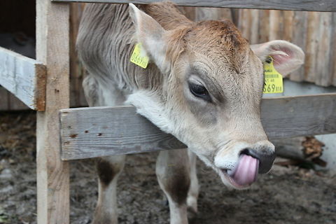 Sorry, just picking my nose Young bos taurus, type: brown swiss Austria,Bos primigenius indicus,Bos primigenius taurus,Cattle,Geotagged