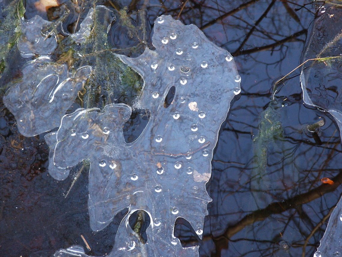 Melting ice Drops of water dripping from underneath the ice Geotagged,The Netherlands,ice,melting,reflection