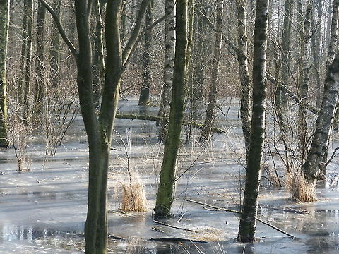 Trees with cold feet Trees standing in the ice Geotagged,The Netherlands