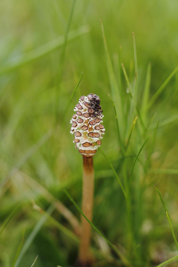 Guess what I am? A Common Horsetail! Equisetum arvense,Geotagged,The Netherlands