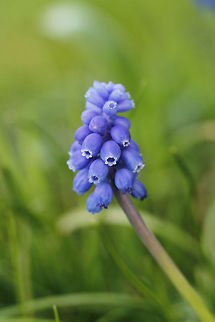 Hello, I'm blue Grape Hyacinth (Muscari botryoides) Geotagged,The Netherlands