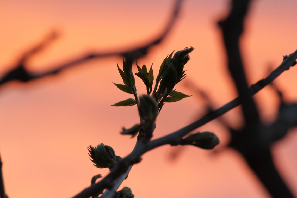 Spring is in the sunset air  Geotagged,The Netherlands,Wisteria sinensis