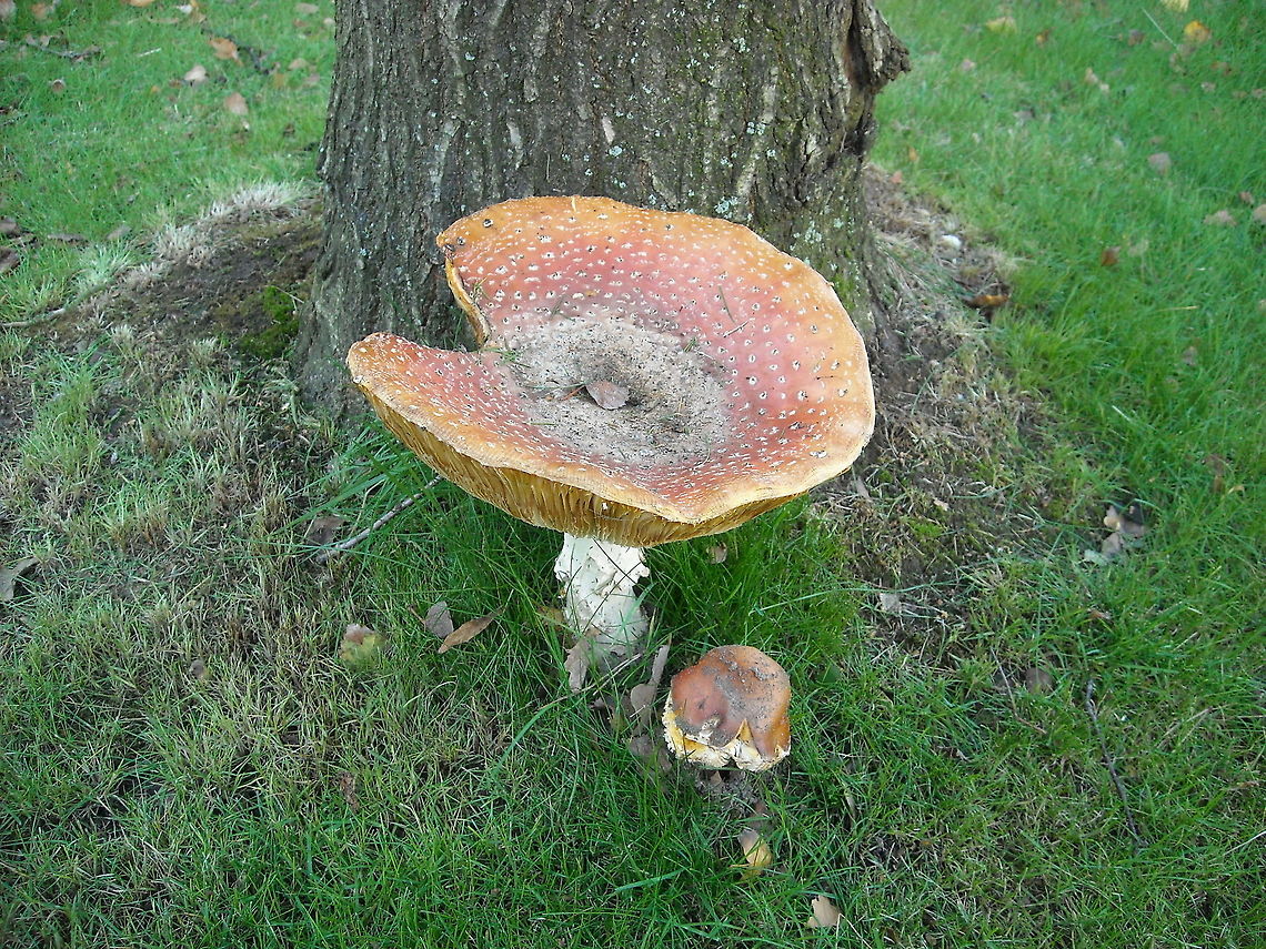 Amanita muscaria Amanita muscaria (fly agaric or fly amanita) Amanita muscaria,Geotagged,The Netherlands