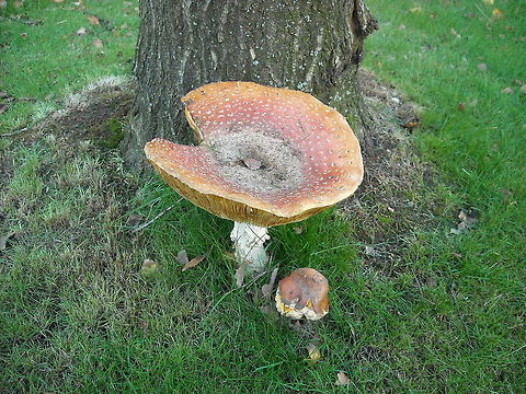 Amanita muscaria Amanita muscaria (fly agaric or fly amanita) Amanita muscaria,Geotagged,The Netherlands