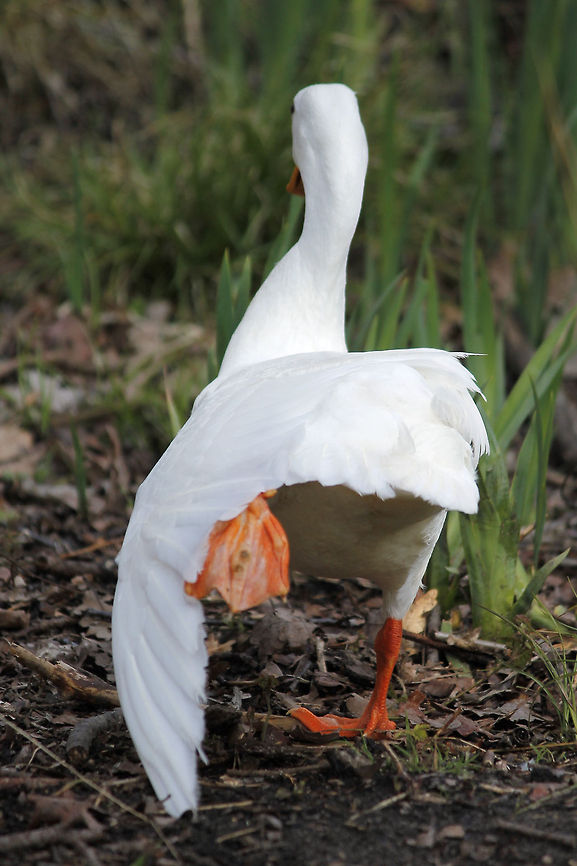 Morning work out Species: Peking duck or Long Island duck (Anas platyrhynchos domestica or Anas peking). Anas platyrhynchos domesticus,Domesticated duck,Geotagged,The Netherlands
