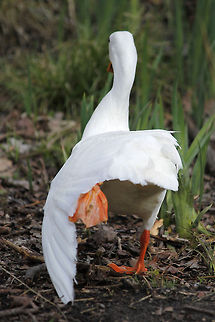 Morning work out Species: Peking duck or Long Island duck (Anas platyrhynchos domestica or Anas peking). Anas platyrhynchos domesticus,Domesticated duck,Geotagged,The Netherlands