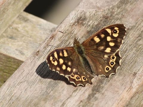 Speckled wood on wood  Geotagged,Pararge aegeria,Speckled Wood,The Netherlands