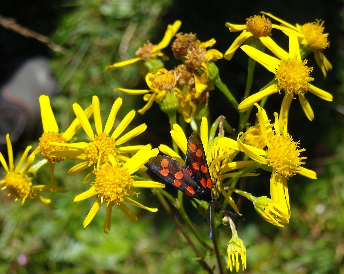 Six-spot Burnet One, two, three, four, five, six spots. Butterfly is sitting on St John&#039;s wort. Austria,Geotagged,Six-spot Burnet,Zygaena filipendulae