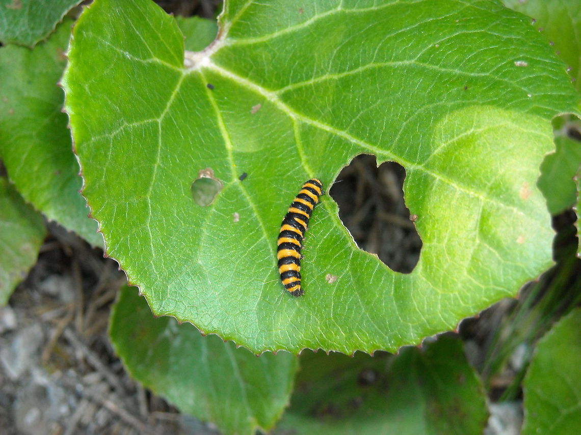 Caterpillar Six-spot Burnet  Austria,Cinnabar moth,Geotagged,Tyria jacobaeae