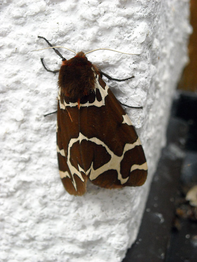Garden tiger moth 899 species identified Arctia caja,Austria,Garden tiger moth,Geotagged