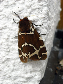 Garden tiger moth 899 species identified Arctia caja,Austria,Garden tiger moth,Geotagged