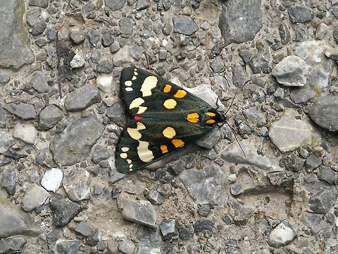Scarlet Tiger Moth 900 species! (Callimorpha dominula, formely Pana xia dominula) This one is for Ferdy. Austria,Callimorpha dominula,Geotagged,Scarlet Tiger Moth
