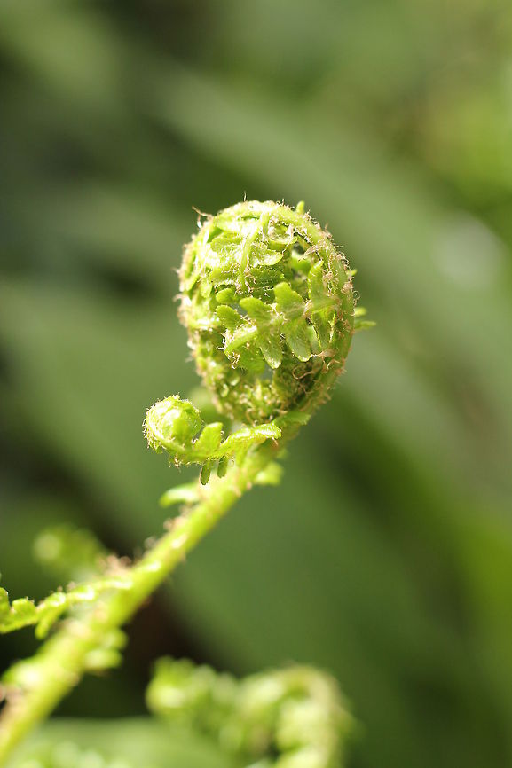Unroll <br />
Lady fern Athyrium filix-femina,Geotagged,The Netherlands