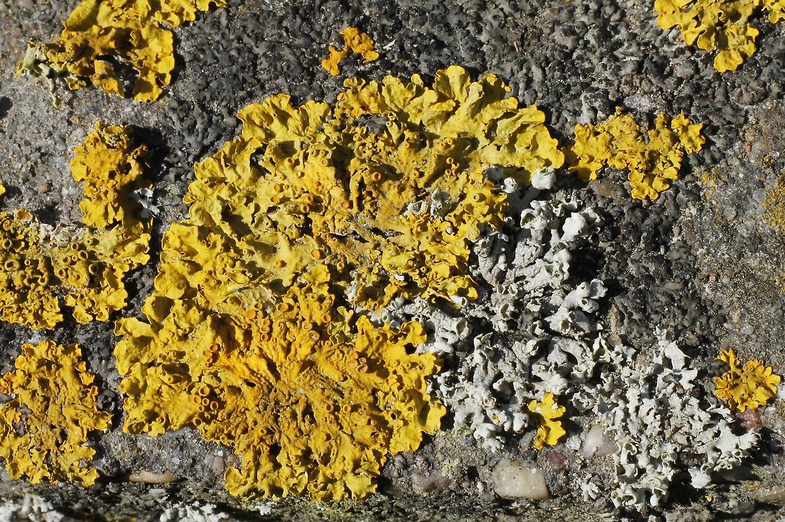 Sunburst Maritime sunburst lichen Geotagged,The Netherlands,Xanthoria parietina