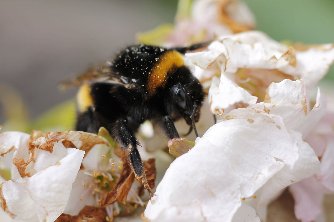 Yummy, nice flower meal Don&#039;t worry, bee happy:) Bombus terrestris,Geotagged,The Netherlands