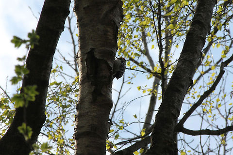 Do you spot me? Lesser spottet woodpecker at National Park Groote Peel. Dendrocopos minor,Geotagged,Lesser Spotted Woodpecker,The Netherlands