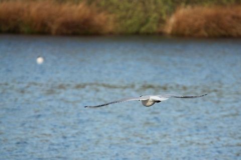 Black headed Gull  Black-headed Gull,Chroicocephalus ridibundus,Geotagged,The Netherlands