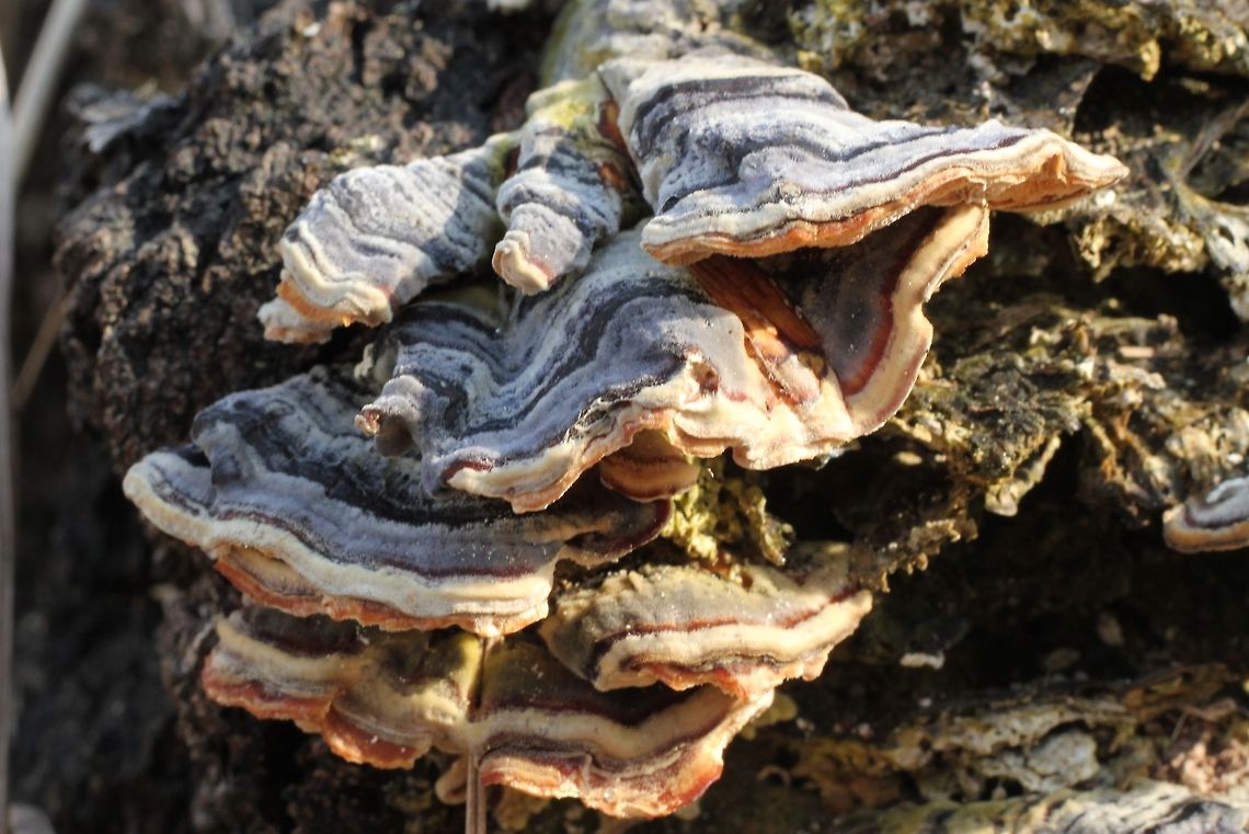 Turkey tail fungus In Dutch we call this one a &quot;fairy couch&quot; Geotagged,The Netherlands,Trametes Versicolor,Trametes versicolor