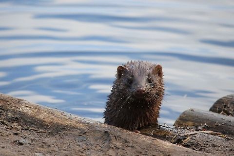 Peek a boo in the wild I'm so proud! I (Josine) photographed this one in the wild today at National Park De Groote Peel. A very curious American mink. I never saw one in the wild before. American mink,Geotagged,Groote Peel,National Park,Neovison vison,The Netherlands