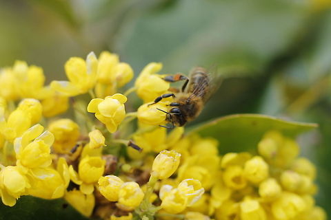 Mmmmm, nice flowers The beekeeper told me the specie. The Carniolan honey bee (Apis mellifera carnica Pollman; Carnica T.H.) is a subspecies of the western honey bee. At the present this subspecies is the second most popular among beekeepers (after the Italian bee). Apis mellifera,Apis mellifera carnica,Carniolan bee,Geotagged,The Netherlands,Western honey bee(Apis mellifera)