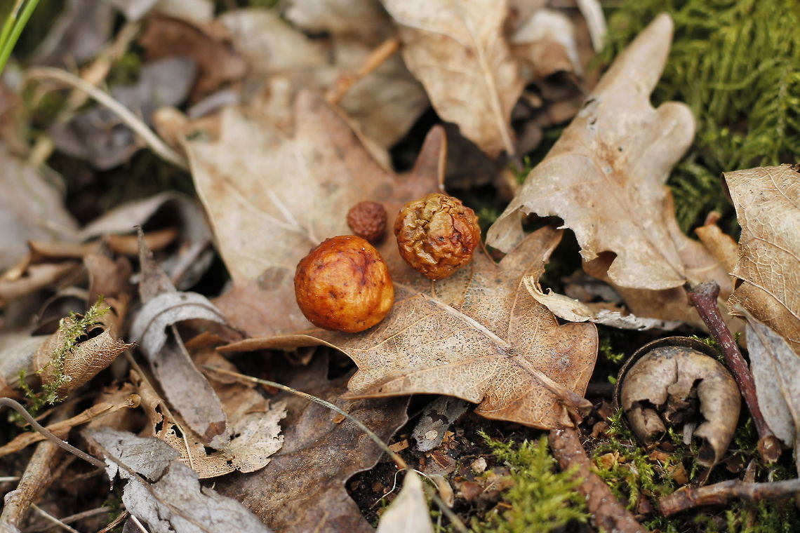 Galls Galls or cecidia are outgrowths on the surface of lifeforms. Cynips quercusfolii,Geotagged,The Netherlands,gall