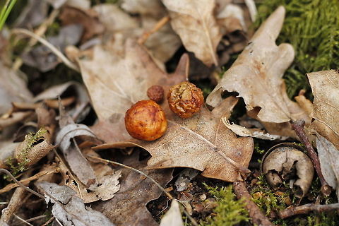Galls Galls or cecidia are outgrowths on the surface of lifeforms. Cynips quercusfolii,Geotagged,The Netherlands,gall
